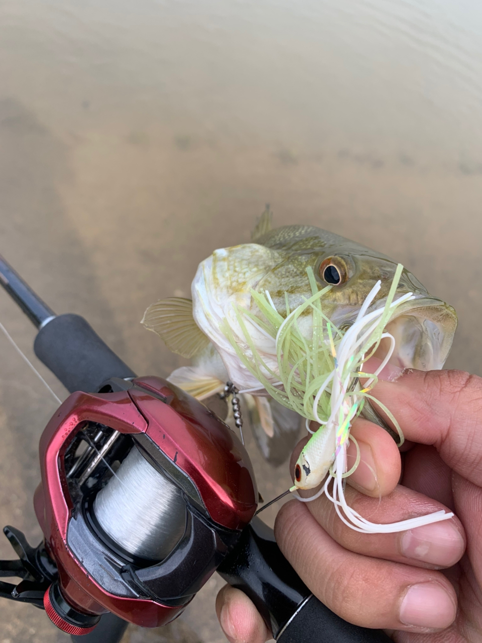 SHIMANO 21スコーピオン XV 1651F-2の最安値・インプレ・釣果