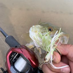 スモールマウスバス
