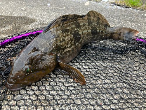 アイナメの釣果