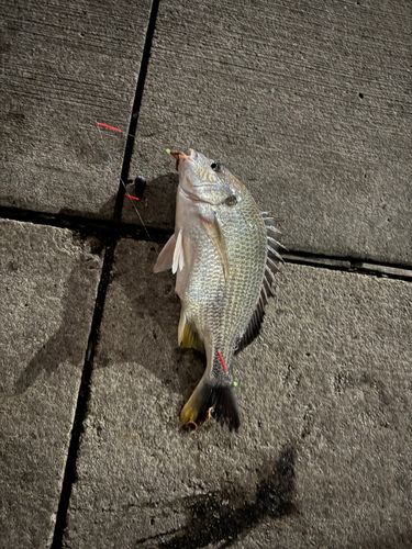 キビレの釣果