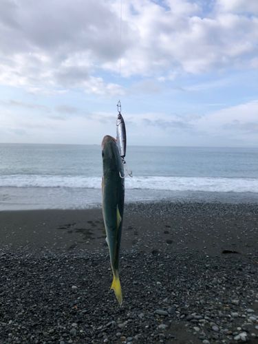 ワカシの釣果