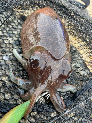 コウイカの釣果
