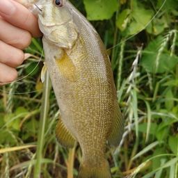 スモールマウスバス