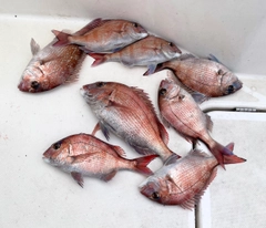 マダイの釣果