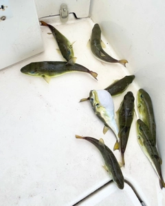シロサバフグの釣果