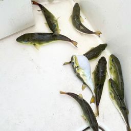 シロサバフグ