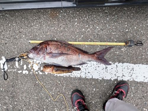 マダイの釣果