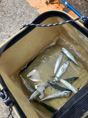 サバの釣果