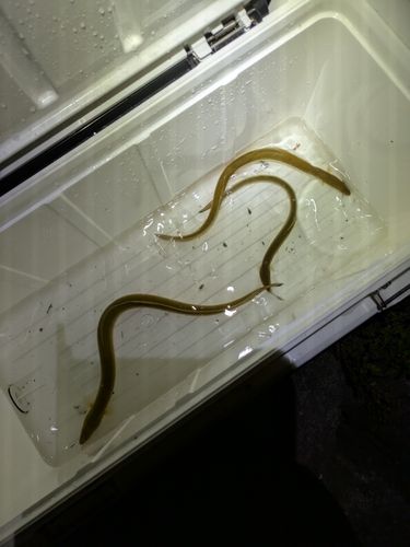 ウナギの釣果