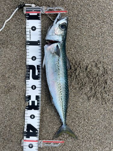サバの釣果