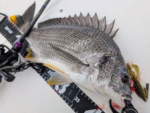 キビレの釣果