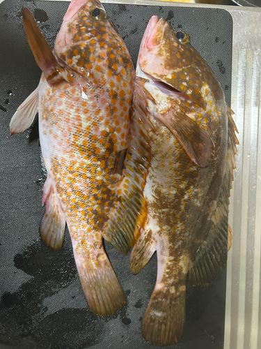 キジハタの釣果
