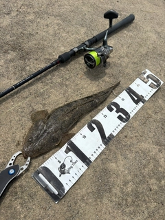 マゴチの釣果