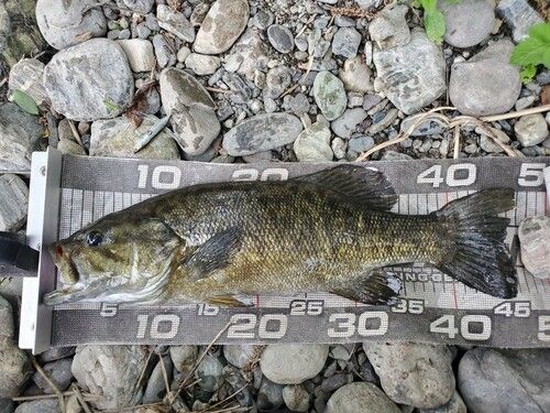 スモールマウスバスの釣果