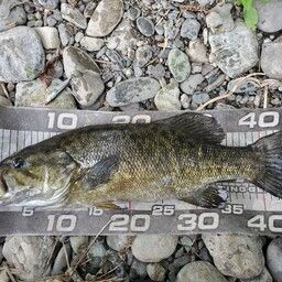 スモールマウスバス