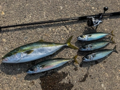 ガンドの釣果
