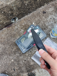 カタクチイワシの釣果