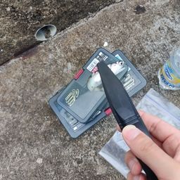 カタクチイワシ