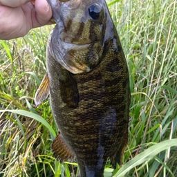 スモールマウスバス