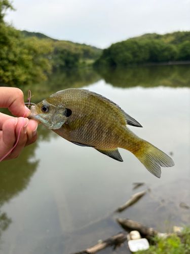ブルーギルの釣果