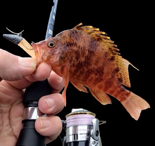 オキゴンベの釣果
