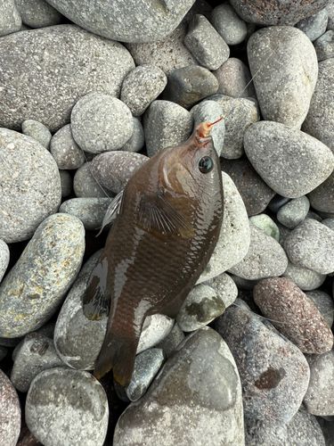 グレの釣果