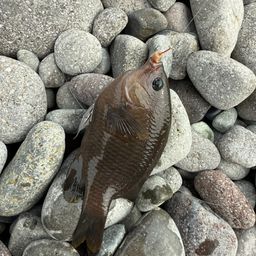 グレ