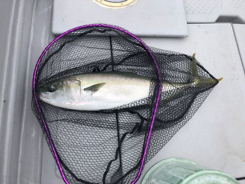 ハマチの釣果