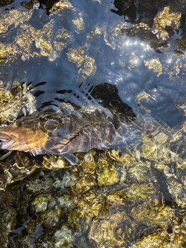 アブラコの釣果