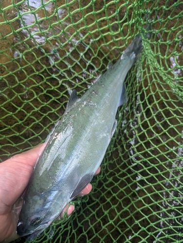 ヒメマスの釣果