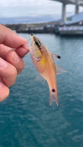 ネンブツダイの釣果