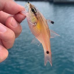 ネンブツダイ
