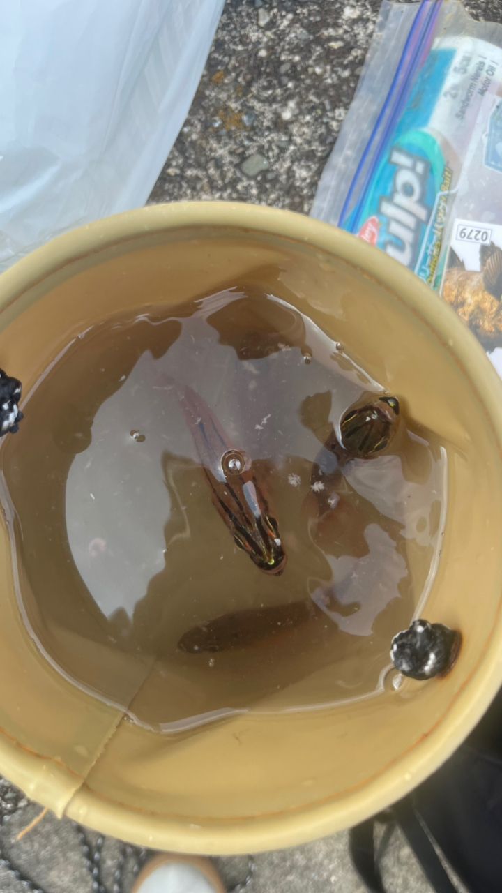 ネンブツダイ