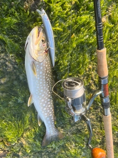 アメマスの釣果