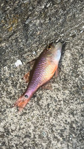 クロホシイシモチの釣果