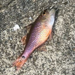 クロホシイシモチ