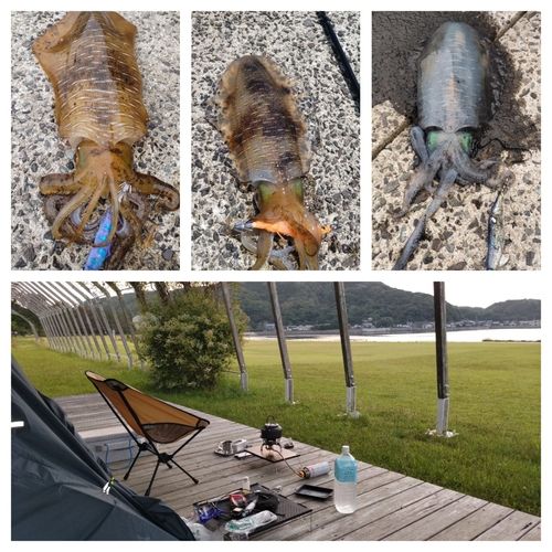 アオリイカの釣果
