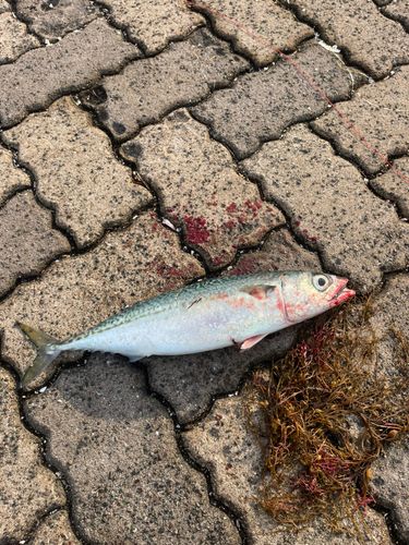 サバの釣果