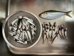 サバの釣果