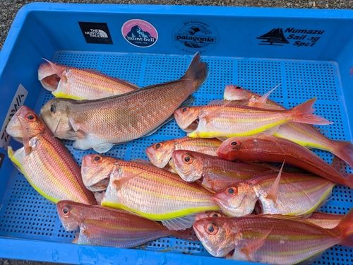 アマダイの釣果