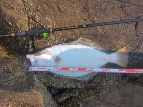 ヒラメの釣果