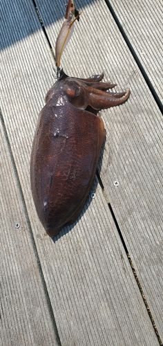 シリヤケイカの釣果
