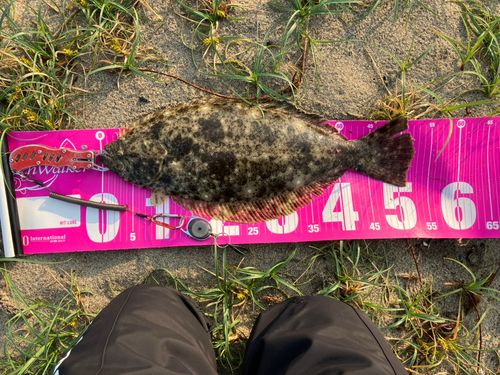 ヒラメの釣果
