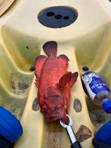 アザハタの釣果