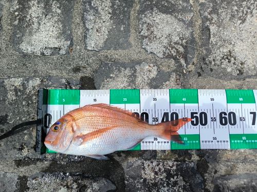 タイの釣果