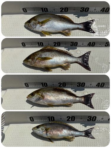 イサキの釣果