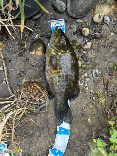 スモールマウスバスの釣果