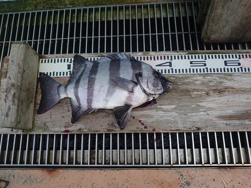 イシダイの釣果