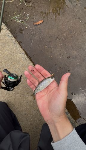 ヤマメの釣果