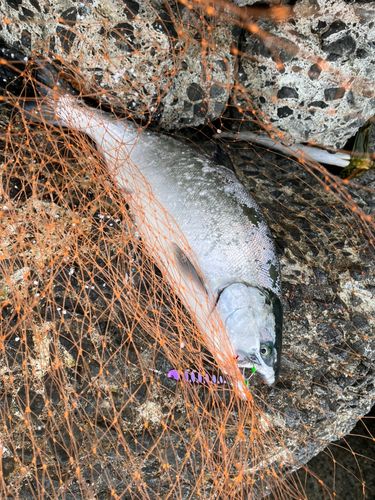 サクラマスの釣果